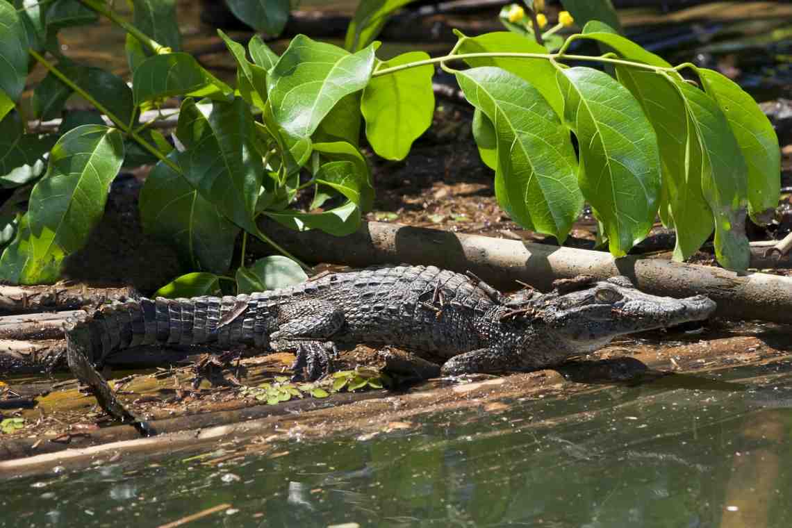Отряд крокодилов: виды, образ жизни и места обитания